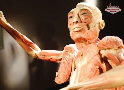 bones-muscles-exhibit